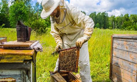 Dreams of Prosperity: Launching Your Apiculture Venture