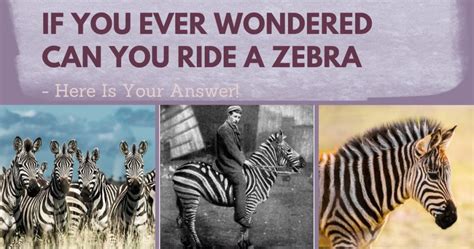Embrace the Unpredictability of Nature: Ride a Zebra and Let It Guide Your Journey