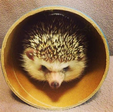 Enchanting Hedgehog Breeds: A Kaleidoscope of Fluff and Spines