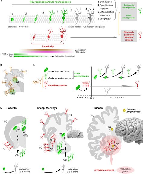 Enhanced Brain Plasticity and Neurogenesis