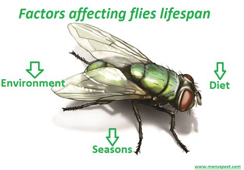 Environmental Factors Influencing the Manifestation of Flies in One's Dream Space