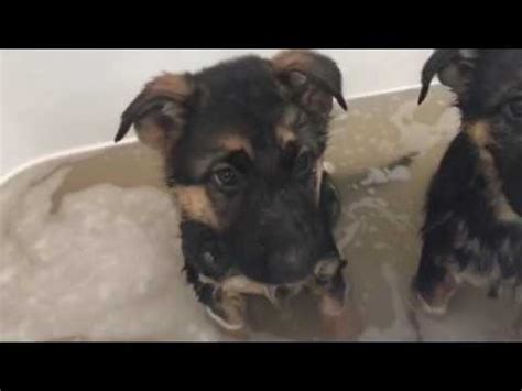 Establishing Trust: Creating a Positive Association between Pups and Bath Time