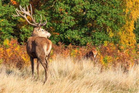 Ethical Guidelines for Interacting with Deer: Ensuring their Well-being and Safety