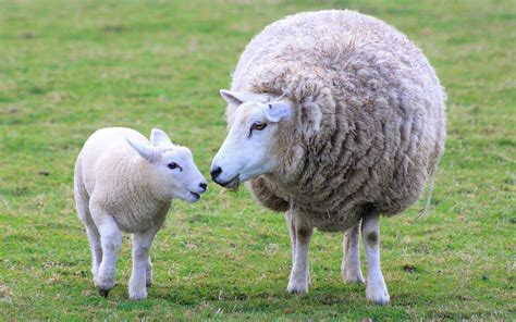 Ewe Sweet: All About the Fascinating Individual