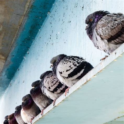 Examining the Potential Connection Between Pigeon Dropping Dreams and Guilt