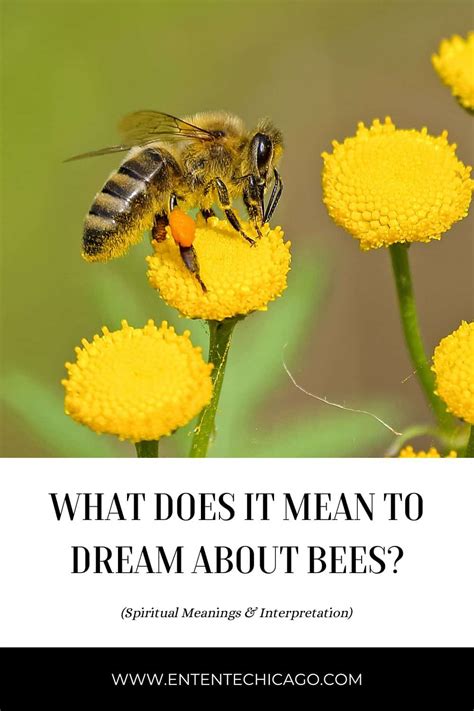 Examining the Relationship between Bees and Dreaming in Various Cultures