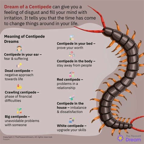 Exploring Common Dream Scenarios Involving Centipede Bites and Their Interpretation