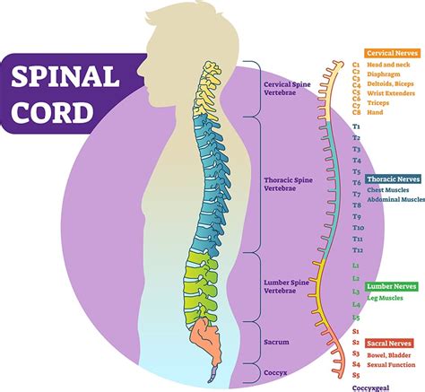 Exploring Common Meanings Behind Dreams Involving Injured Spinal Columns
