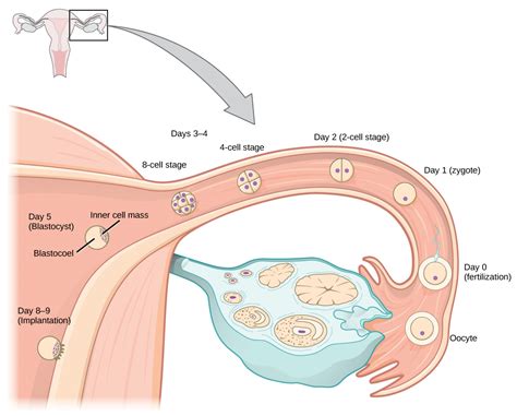 Exploring Common Themes in Dreams of Conception and Observing Fetal Movements