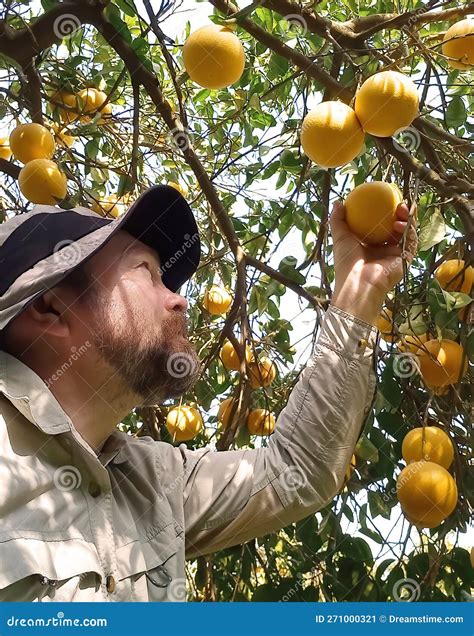 Exploring Cultural Significance: Decoding the Meaning of Harvesting Citrus Fruits in Dream Interpretation