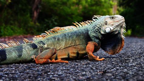 Exploring Dream Motifs: The Pursuit and Presence of Iguanas