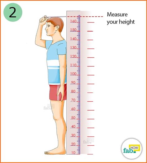 Exploring Her Height and Body Measurements
