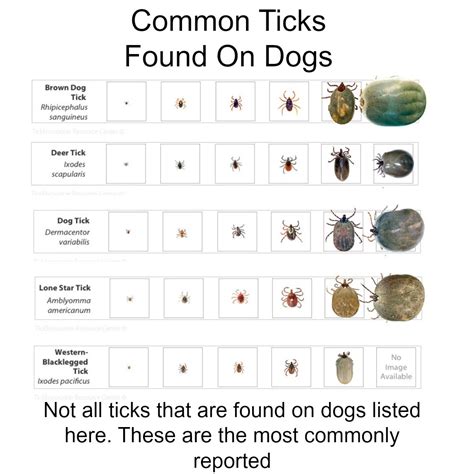 Exploring Ticks Crawling on the Head as a Sign of Self-Doubt