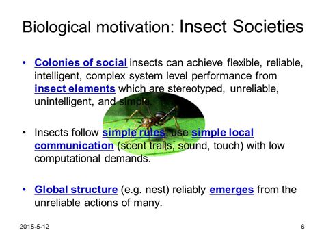 Exploring the Collective Intelligence of Societies Organized by Tiny Insects