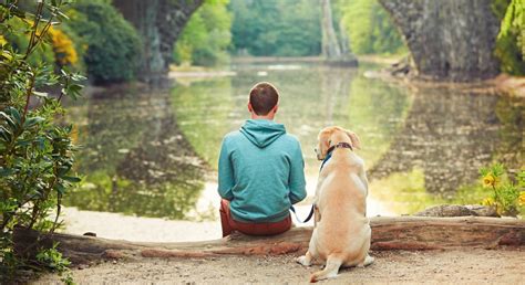 Exploring the Connection Between Canine Companions and Their Enigmatic Reveries