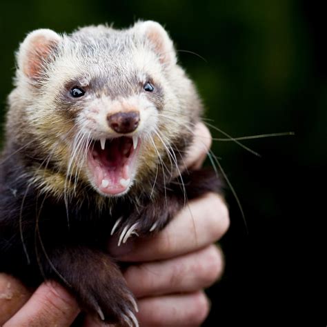 Exploring the Connection between Ferret Aggressions and Personal Relationships