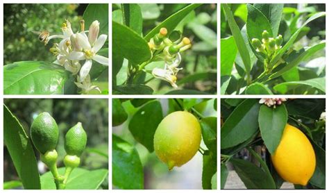 Exploring the Cultural Significance of Imagining Ascending a Citrus Fruit Blossom Tree