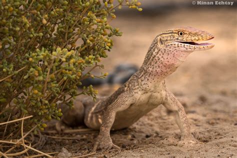 Exploring the Cultural Significance of Varanus in Dreams