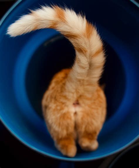 Exploring the Deeper Meaning of an Enigmatic Curled Cat Tail