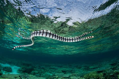 Exploring the Deeper Significance of Serpents within an Aquatic Habitat