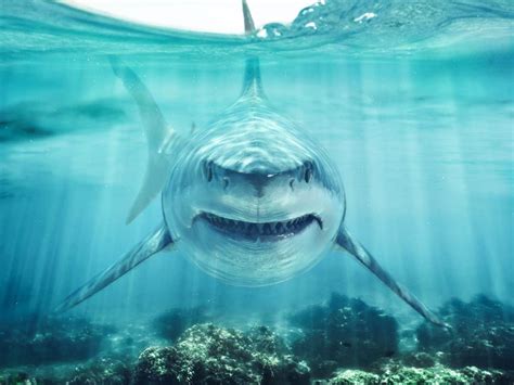 Exploring the Depths of the Subconscious: Unraveling the Symbolic Significance of Shark Dreams