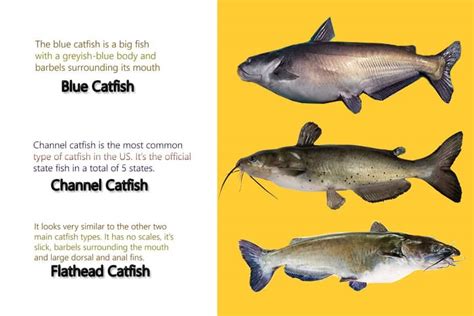 Exploring the Distinctive Taste Profiles of Different Catfish Species
