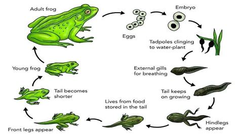 Exploring the Enchanting Life Cycle of Tadpoles