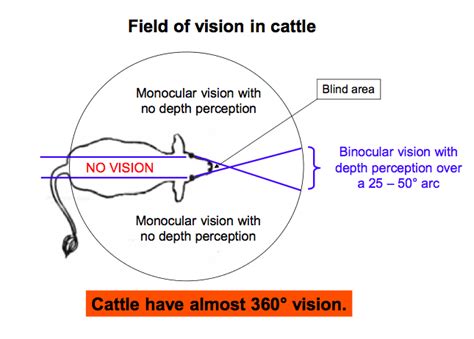 Exploring the Enigmatic Vision of the Colossal Bovine