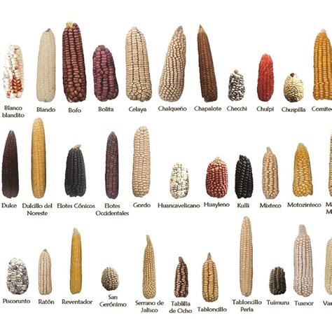 Exploring the Genetic Diversity of Varieties of White Maize