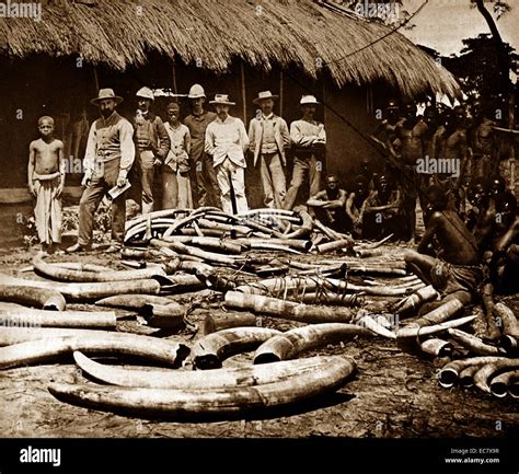 Exploring the Historical and Cultural Significance of Ivory Fiber