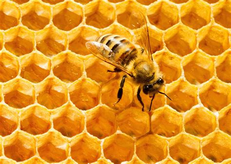 Exploring the Hive: The Fascinating Life of Bees and Honeycomb