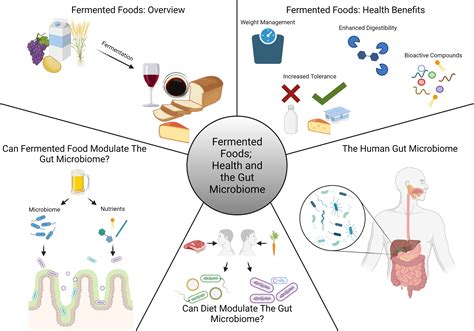 Exploring the Impact of Fermented Foods on Metabolism