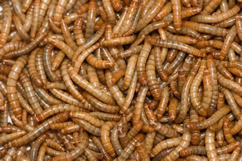 Exploring the Personal Importance of Dreams Involving Enormous Worms