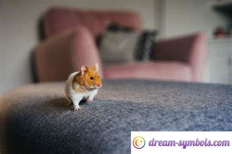 Exploring the Possible Interpretations of Hamster Biting Dreams