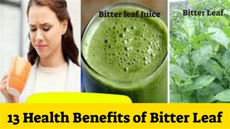 Exploring the Potential Health Advantages of Bitter Leaf