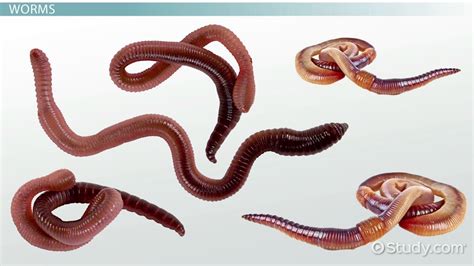 Exploring the Potential Significance of Worms Within Your Physical Being