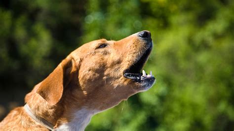 Exploring the Profound Symbolism Behind Canine Vocalizations in Dreams