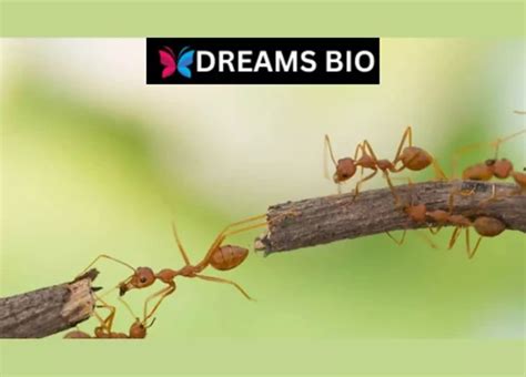 Exploring the Psychological Analysis of Swarming Ant Dreams