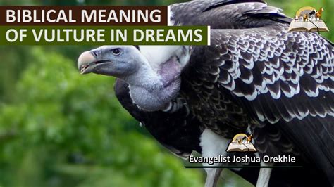 Exploring the Psychological Meaning Behind Vulture Assaults in Dreams