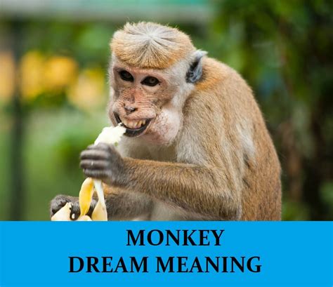 Exploring the Psychological Meanings behind Monkey Dream Encounters