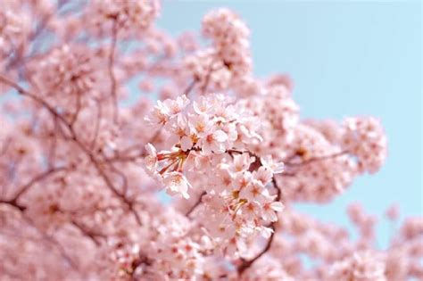 Exploring the Psychological Significance of Dreaming About Trimming Blossoms