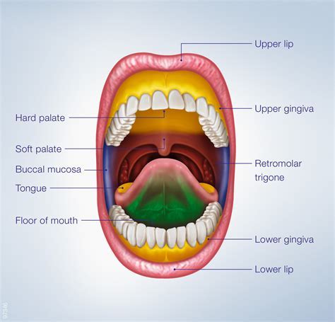 Exploring the Psychological Significance of Extracting Objects From the Mouth