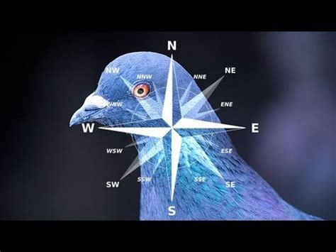 Exploring the Science Behind Pigeon Navigation