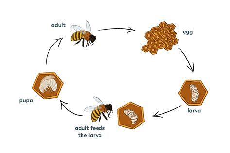 Exploring the Significance of Bee Reproduction in Personal Growth and Transformation