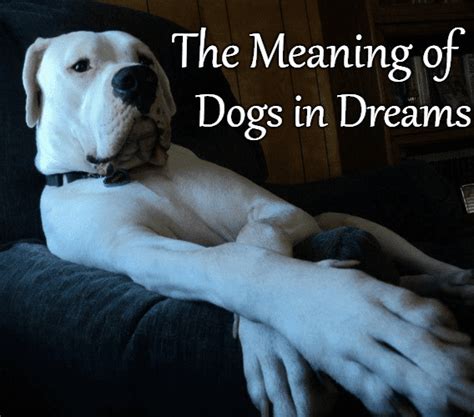 Exploring the Significance of Dogs as Guardians in Dreams