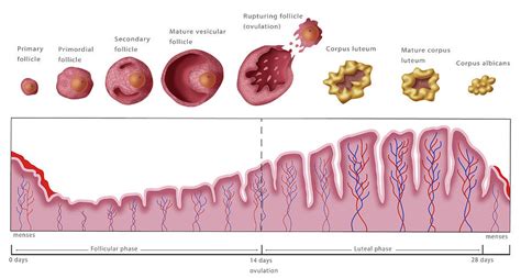 Exploring the Significance of Dreams Associated with the Excretion of Uterine Lining: Insights into Emotional and Physical Well-being