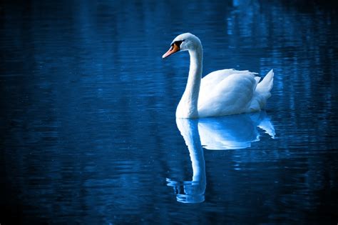 Exploring the Significance of Swan Biting in Dream Analysis