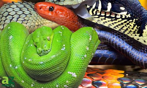 Exploring the Significance of Various Colors and Patterns when Snakes Appear in Dreams