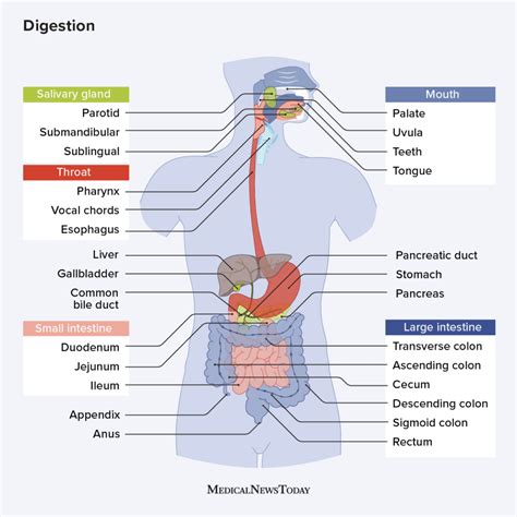 Exploring the Significance of the Digestive System in Dream Analysis