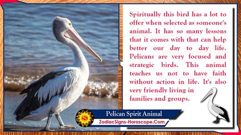 Exploring the Spiritual Connections with Pelicans in Dreams